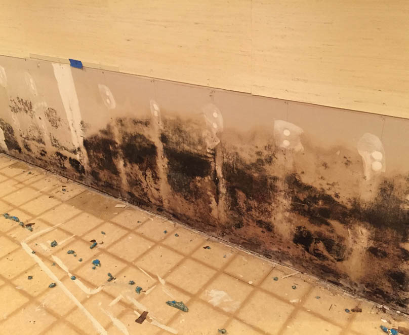 Mold Remediation