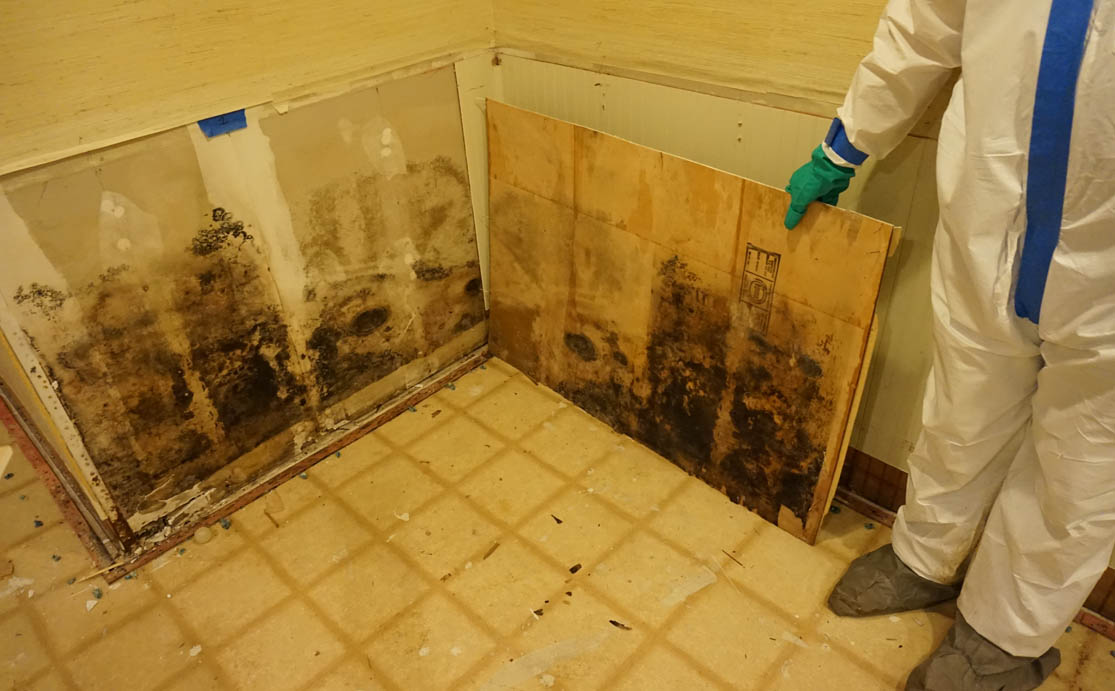 Black Mold on Plywood